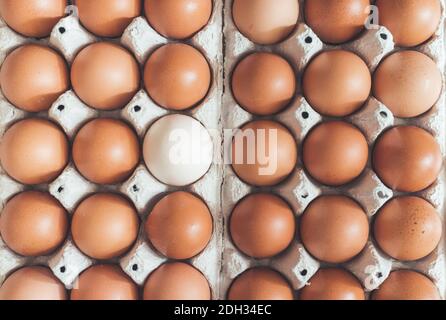 Metaphor for being different or outsider: Brown eggs and one white egg in a basket Stock Photo