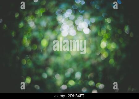 Bokeh background: Green defocused park, copy space Stock Photo