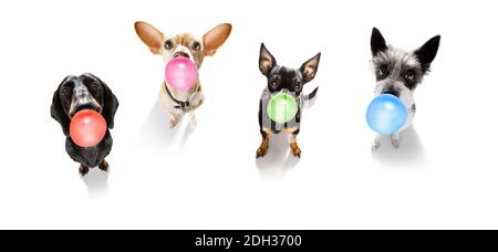 curious couple row of dogs looking up to owner waiting or sitting patient to play or go for a walk with  chewing bubble gum ,   isolated on white back Stock Photo