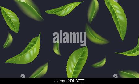 Realistic beautiful flying green tea leaf isolated on dark. Leaves spring background. The Premium green tea for good health. Foliage nature plant for Stock Vector