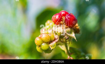 A macro shot of a ripening bramble berry being guarded by a garden spider. Stock Photo