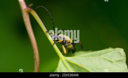 A macro shot of a longhorn beetle.