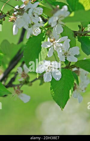 Blooming cherry tree branch Stock Photo