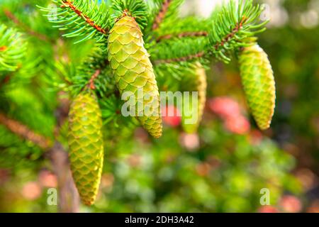 Spruce Cones of Fir Tree . Christmas Pine Stock Photo