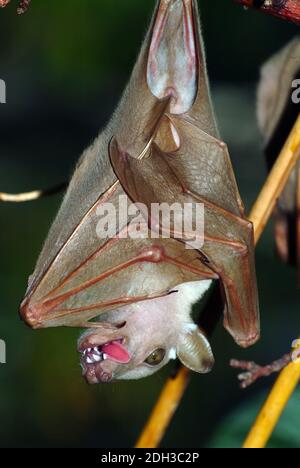 Gambian epauletted fruit bat, Gambia-Epaulettenflughund, Epomophorus gambianus, repülőkutya Stock Photo