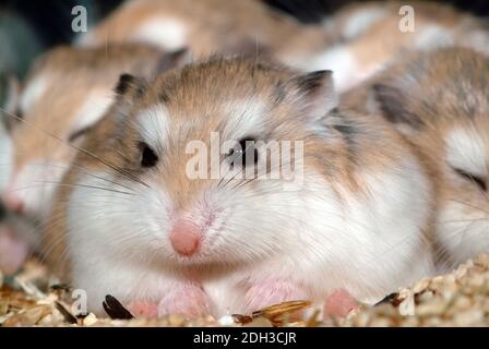 Roborovski dwarf hamster, desert hamster or Robo dwarf hamster, Roborowski-Zwerghamster, Phodopus roborovskii, Roborovszkij-törpehörcsög Stock Photo