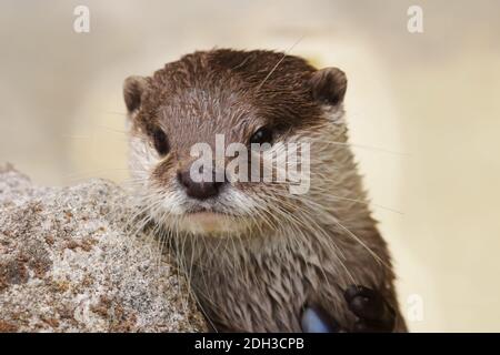 Asian Short-clawed Viper Stock Photo