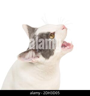 White young angry cat Stock Photo