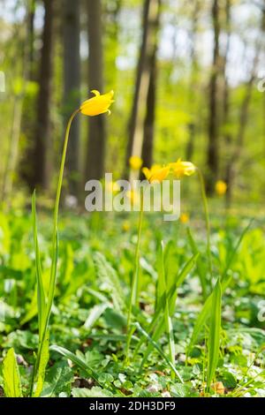 Bright colored yellow wild woodland tulips tulipa sylvestris in  early spring light with a bokeh in the background Stock Photo