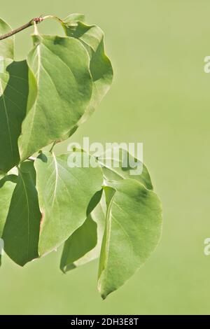 Green syringa vulgaris with copy space Stock Photo