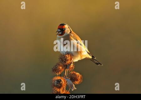 Goldfinch (Carduelis carduelis) perched Teasel head  - in Essex, UK  in October Stock Photo