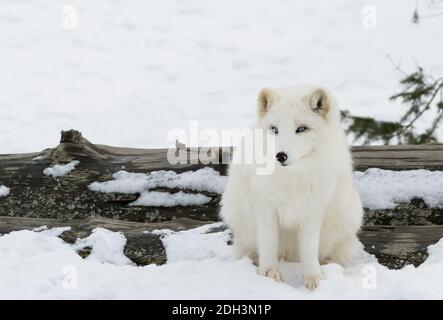 A blue eyed arctic fox is enjoying the cold winter in Northern Quebec. Stock Photo