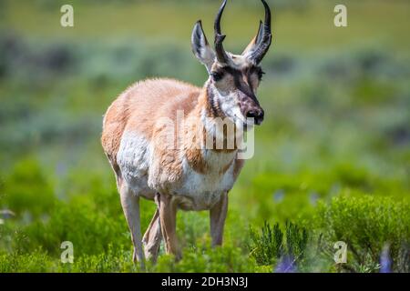 Pronghorn in the field of Yellowstone National Park, Wyoming Stock ...