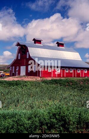 The Belle of the Ranch Stock Photo - Alamy