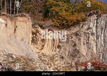 Danger on RÃ¼gen - trees are falling down bit by bit Stock Photo