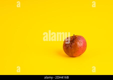 Rotten apple with a worm on a uniform yellow background. Stock Photo