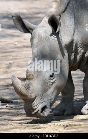 white rhinoceros or square-lipped rhinoceros, Breitmaulnashorn, Weißes Nashorn, Ceratotherium simum, szélesszájú orrszarvú