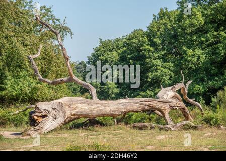 Old oak Stock Photo