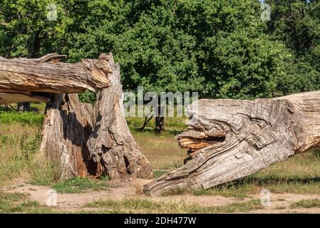Broken oak Stock Photo