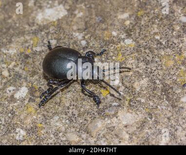 Bloody-nosed beetle  'Timarcha tenebricosa' Stock Photo
