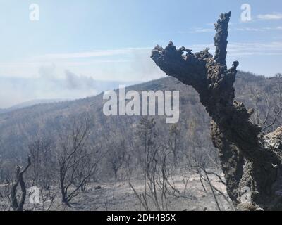 A picture taken on July 26, 2017 shows the aftermath of a wildfire near Bormes-Les-Mimosas, south-eastern France. Many tourists evacuated overnight from Le Camp Du Domaine campsite because of raging wildfires. Photo by Olivier Hertel/ABACAPRESS.COM Stock Photo