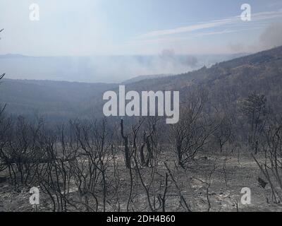 A picture taken on July 26, 2017 shows the aftermath of a wildfire near Bormes-Les-Mimosas, south-eastern France. Many tourists evacuated overnight from Le Camp Du Domaine campsite because of raging wildfires. Photo by Olivier Hertel/ABACAPRESS.COM Stock Photo