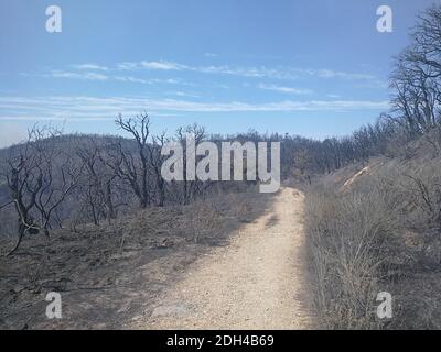 A picture taken on July 26, 2017 shows the aftermath of a wildfire near Bormes-Les-Mimosas, south-eastern France. Many tourists evacuated overnight from Le Camp Du Domaine campsite because of raging wildfires. Photo by Olivier Hertel/ABACAPRESS.COM Stock Photo