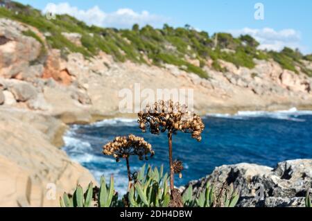 Rock samphire (Crithmum maritimum) often known as sea fennel. Flowering dry, green, edible plant on coastal rocks, blue water and sky in the backgroun Stock Photo