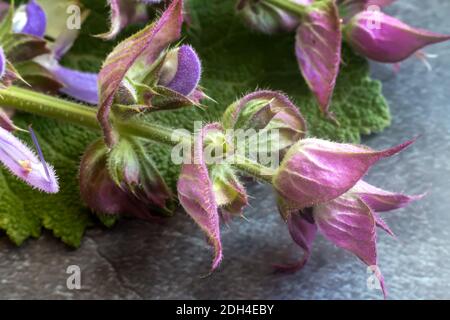 Sage - a medicinal plant with antiseptic action Stock Photo