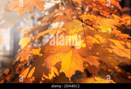 Yellow and orange autumn maple leaves in parkey Stock Photo