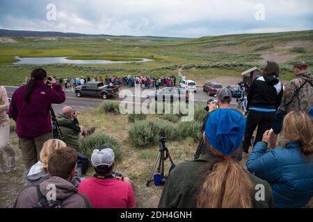 A group of photographers and onlookers watching a grizzly bear in Hayden Valley, Yellowstone National Park, USA Stock Photo