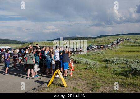 A long line of cars back up at a bear jam in Hayden Valley, Yellowstone National Park, USA Stock Photo