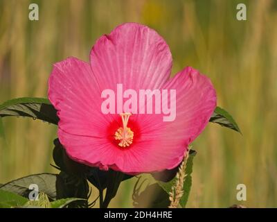 Hot Pink Hibiscus Flower Close up with Yellow Center and Green and Yellow Blurred Foliage in Background Stock Photo