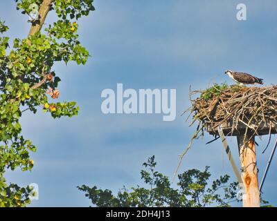 An Osprey Bird of Prey Stands on Nest Made on Man-Made Platform Near a Tree with a Bright Blue Sky with Some Clouds in the Sky Stock Photo