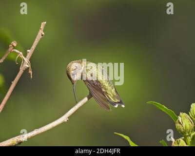 Ruby-Throated Hummingbird Leans Over with Narrow Beak Touching Branch Hummingbird is Perched On Bush Stem Stock Photo