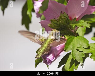 Ruby-Throated Hummingbird in Flight Gathering Nectar from Rose of Sharon Flower Bloom Stock Photo