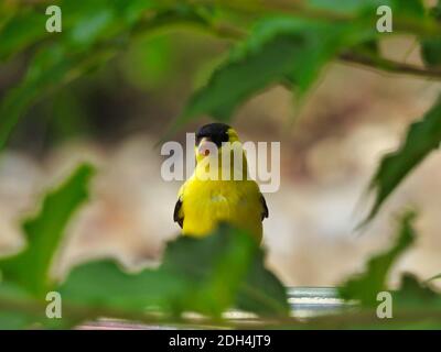 American Goldfinch Yellow Bird Sits on the Side of a Bird Feeder Looking Forward in Between Green Leaves of the Tree Stock Photo