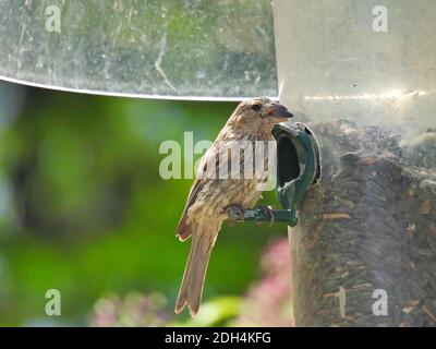 Finch on bird seed feeder: Female house finch eats a sunflower seed from a bird seed feeder with a squirrel baffler attached Stock Photo