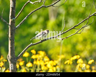 Young Eastern Bluebird Bird Looking Forward with Titled Head While Sitting on Branch of Young Tree with Green and Yellow Wildflowers and Vegetation in Stock Photo