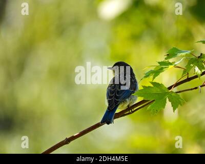 Young Male Eastern Bluebird Bird Sits on Lone Tree Branch Next to Green Leaves and Blurred Green Foliage in Background Stock Photo