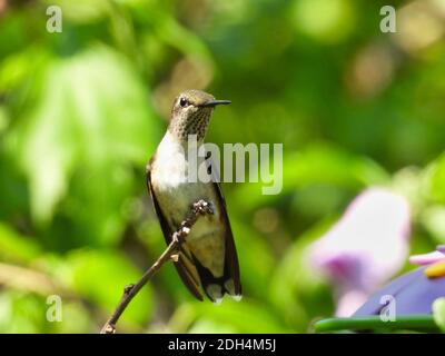 Young Male Ruby-Throated Hummingbird as Red Throat Feathers Begin to Show Perched on Bush Stem and Green Foliage in Blurred Background Stock Photo