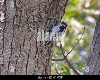 Downy Woodpecker Bird Scaling a Tree Trunk Inspecting the Bark with Its Beak for Insects in the Midst of the Forest Stock Photo