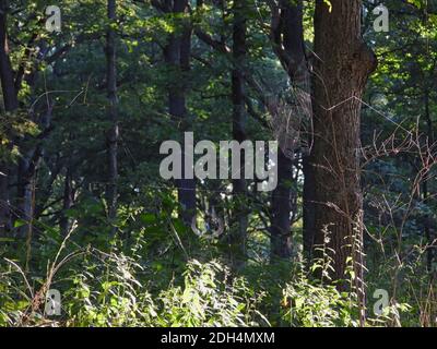 Two Spider Webs Sparkle in the Morning Dawn Sunshine on the Edge of the Forest Stock Photo