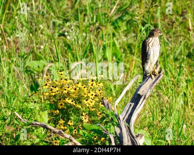 Cooper's Hawk Bird of Prey Perched on Dead Branch Next to Yellow Daisy-Life Wildflowers Branched Coneflowers with Green Meadow Blurred in Background Stock Photo
