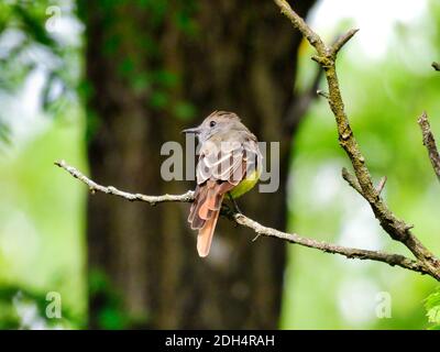Flycatcher Bird Sits Alone on a Narrow Tree Branch Looking Over Its Shoulder with a Large Tree Trunk in the Background Stock Photo
