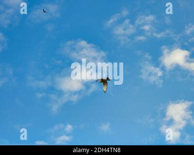 A Red-Tailed Hawk Bird of Prey Raptor Soars Flying Through a Bright Blue Sky with a Few White Clouds on a Sunny Summer Day with Beautiful White and Re Stock Photo