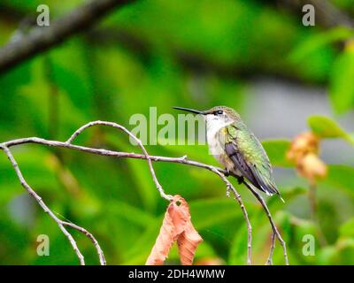 Ruby-Throated Hummingbird Perched on a Narrow Tree Branch with a Dead Leaf Hanging Showing of Her Iridescent Feathers Stock Photo