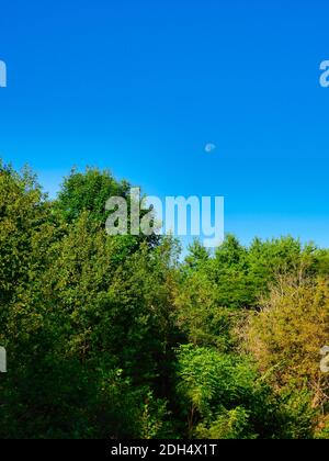 Landscape View of Green and Yellow Leaves in Trees with a Bright Blue Sky on a Summer Day with the Moon Showing Above the Trees Stock Photo