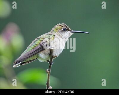 Hummingbird on a Branch: Ruby-throated hummingbird perched on a branch, its head feathers fluffed up and yellow dots of pollen can be seen on head and Stock Photo