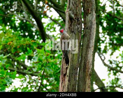 Woodpecker on tree trunk: Northern flicker woodpecker bird clings to the side of a tree trunk in the forest in summer landscape view with green oak Stock Photo
